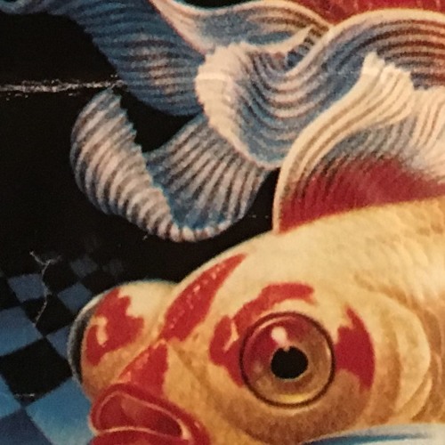 Blue Goldfish’s avatar