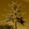 Deciduous