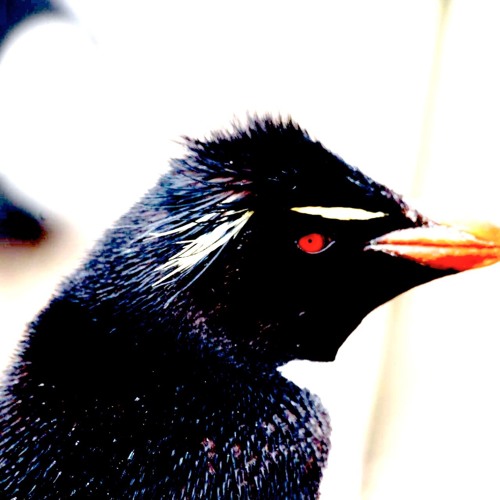 The Fires Of Bereavement