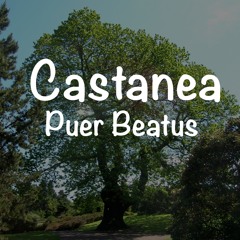Puer Beatus