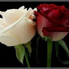 سلسبيل الشاذلى