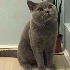 Radcat