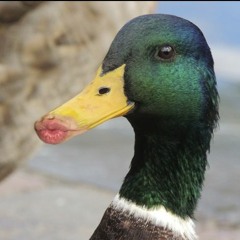 Dicker Bub