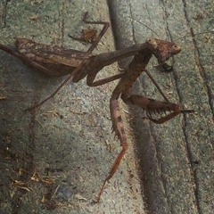 Candy Cream Paint Job