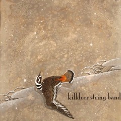 killdeer string band