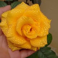 Isabel Alanocca Leiva