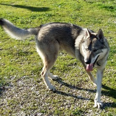 genesischris