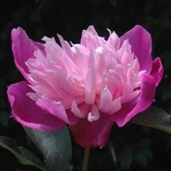 Emily Fisher Cummings