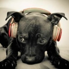 Audio Labrador