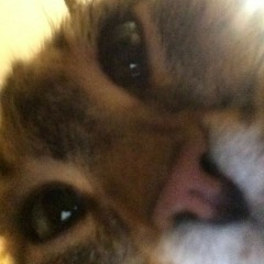 Catshater