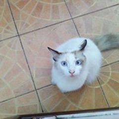 KAO_Tawatchai