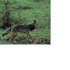 coyote_in_the_city