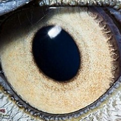 Aziz benmalek song - gsm : +212777634900.