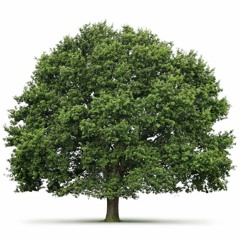 나의 피난처 예수