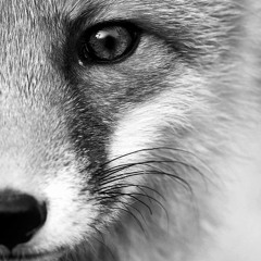 Seyfox