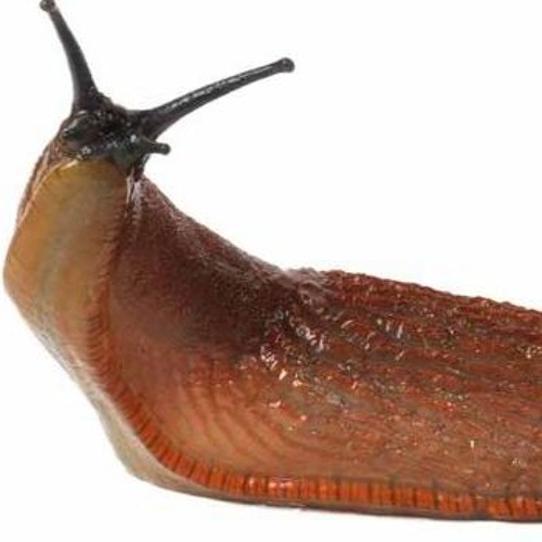 Rýchlosť datovania Guildford Slug šalát