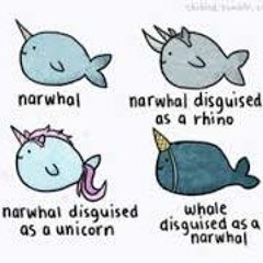 LittleNarwhal