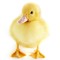Quacky Duck