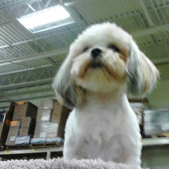 forrest mckay (camel)