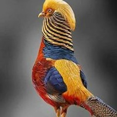 خضير الربيعي