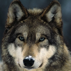 mr.wolfi nl