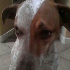 Armando