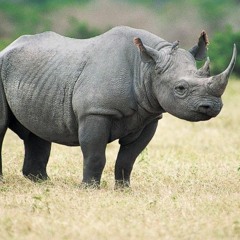 LongRhino