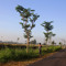 Yandika_M