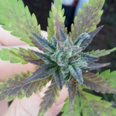 agash