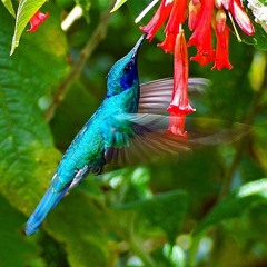 Colibri