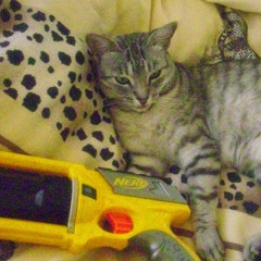 cat fighter