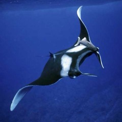 Blue Manta