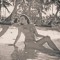 Camillee