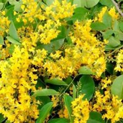 သူရိန္ သူရိန္