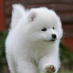 tetrisdog