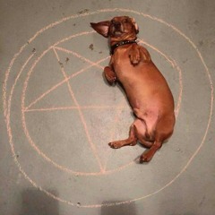 Tottaly Not Sausage Dog