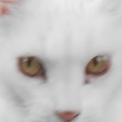 1furrywrurychiqenandcurry