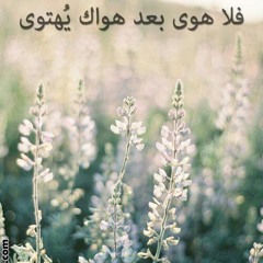 ‫تريكة المصرى‬‎