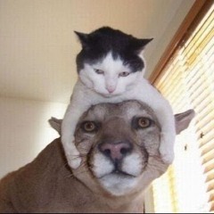 cat on cat