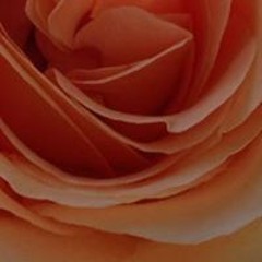 Ana María Mortenson