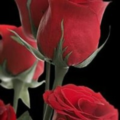 Doaa Mohamad