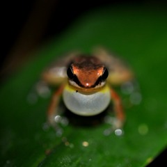 pedroivosimoes
