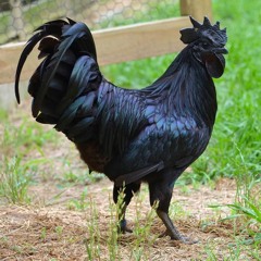 Black Chicken