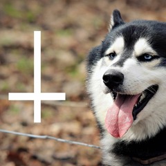 Zoltán Dávid Kőrös