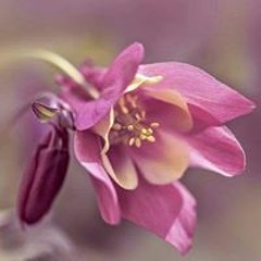 الحمد لله مالك الملك،،