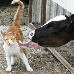 CatsAndCows