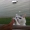 Kiya