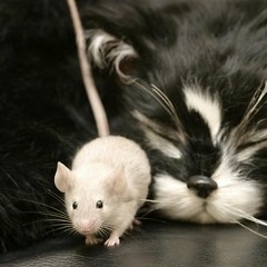 CAT MOUSE MAFIA