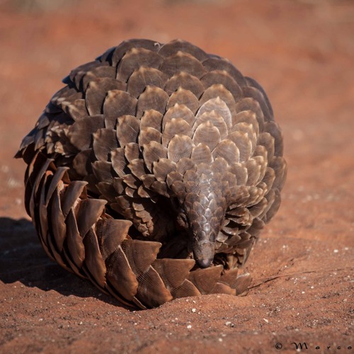 Pangolin T Shirt - Save the Pangolins