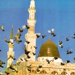 sammer magdy
